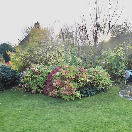 Duenenrose * Westerland